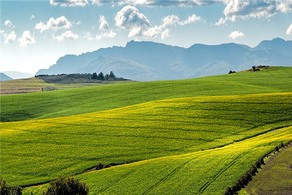 夢到田裡預示著什麼_周公解夢