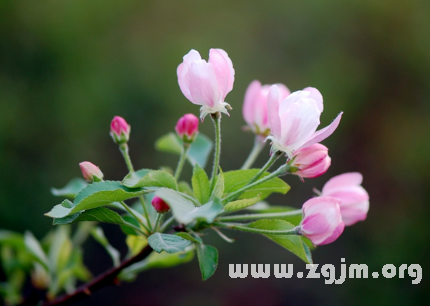 夢見蘋果樹開花