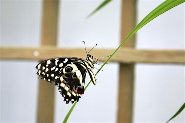 夢見捉蝴蝶_周公解夢