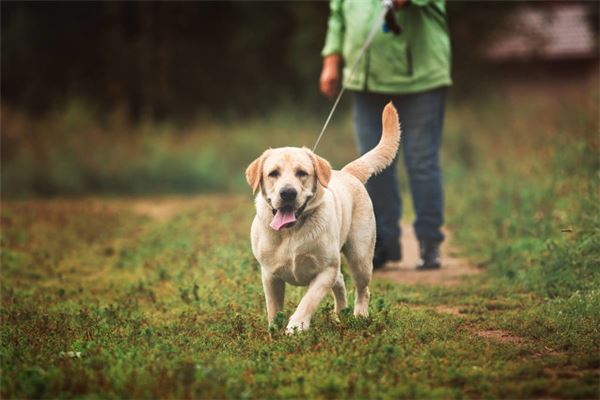 夢到狗對我很兇想咬我_周公解夢