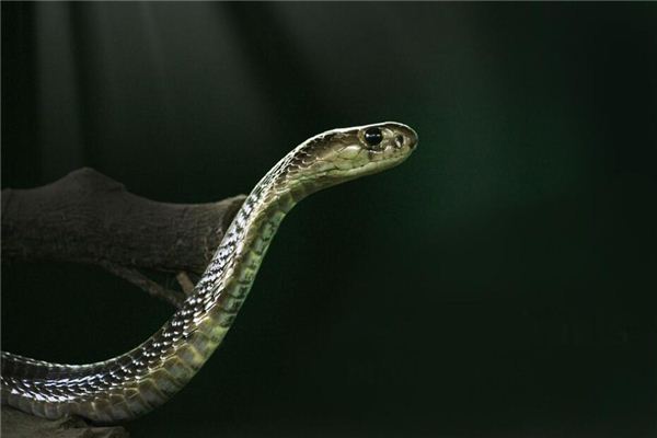 夢見蛇鑽進衣服里是什麼意思_周公解夢