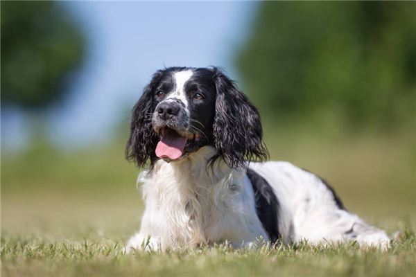 做夢夢見狗什麼意思_周公解夢