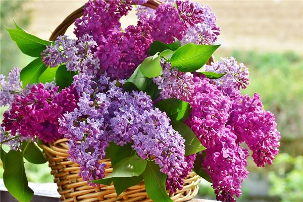 夢到采鮮花有什麼說法_周公解夢