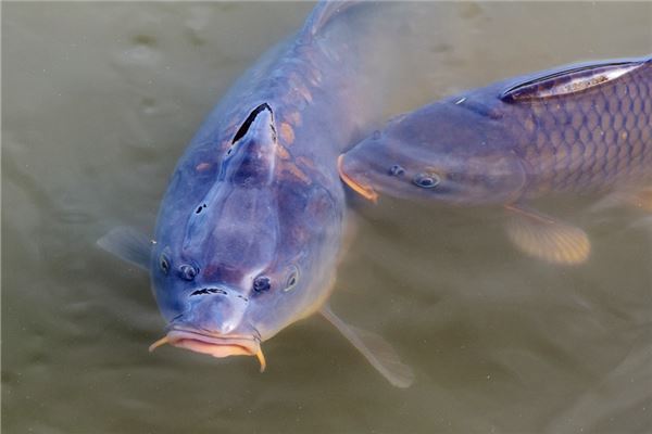 夢到了黑色鯉魚是吉兆嗎?_周公解夢