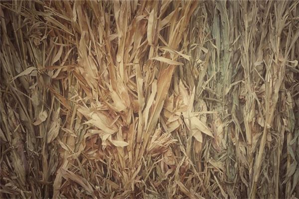 夢見乾枯的玉米桿子_周公解夢