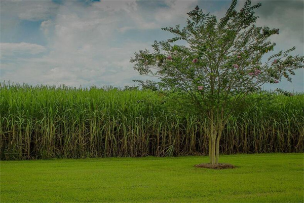 夢到了種甘蔗有什麼徵兆_周公解夢