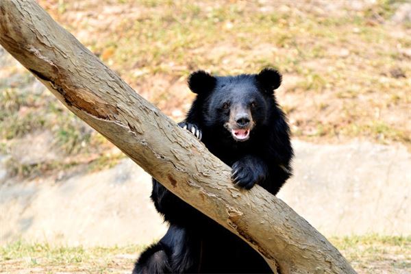 夢見黑熊是什麼預兆_周公解夢