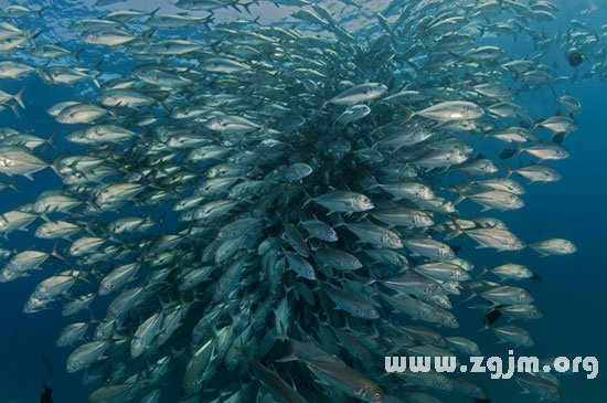 夢見一群魚