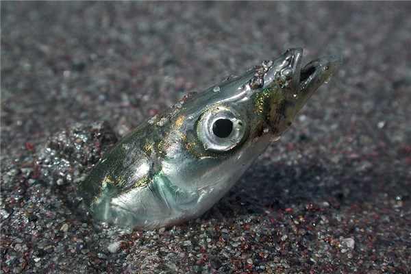 夢到了買魚頭有何寓意_周公解夢