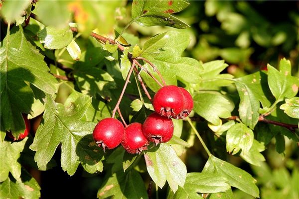 女人夢見紅山楂_周公解夢