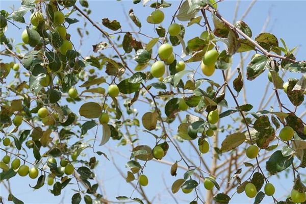 夢見棗樹上結了好多棗_周公解夢