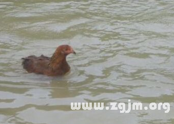 夢見雞在水裡