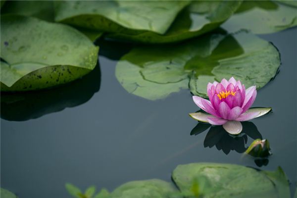 夢見荷花池荷花盛開_周公解夢