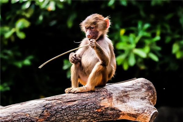 2019年生肖猴運程_十二生肖