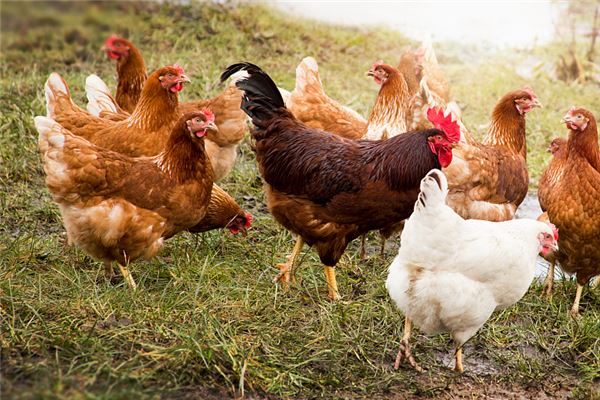 做夢被雞啄怎么回事_周公解夢