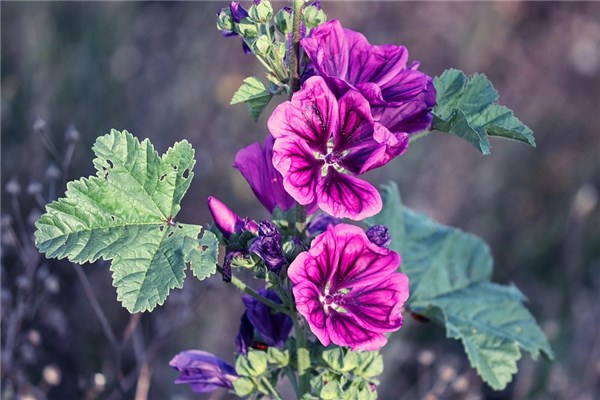 夢見沙棗花是啥預兆_周公解夢
