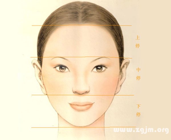 臉的三分法：上停、中停、下停
