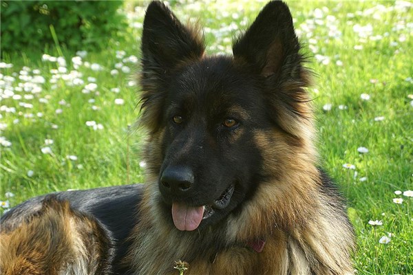 夢到了軍犬有什麼意思_周公解夢