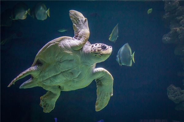 夢見魚和龜的預兆_周公解夢