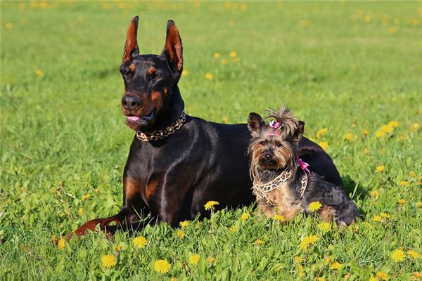 女人夢見狗沒咬到_周公解夢