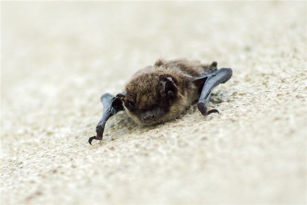 夢到被蝙蝠咬_周公解夢