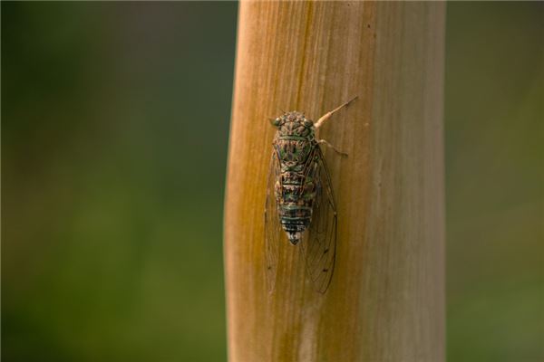 夢見捉了好多知了猴_周公解夢