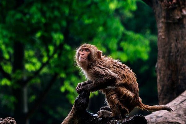 2016年是什麼年？_十二生肖