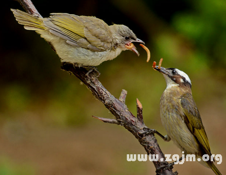 夢見餵鳥