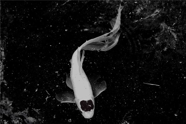 夢到白鯉魚預示什麼_周公解夢
