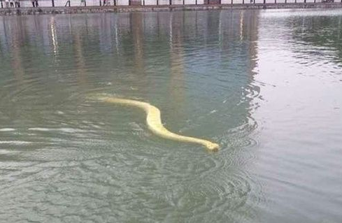 夢見大蟒蛇在水裡