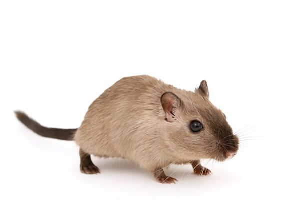 2019年十二生肖運程之生肖鼠_十二生肖