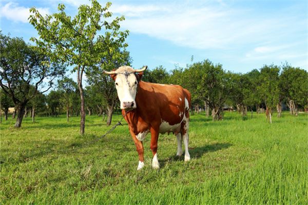 1973年屬牛今年的財運_十二生肖