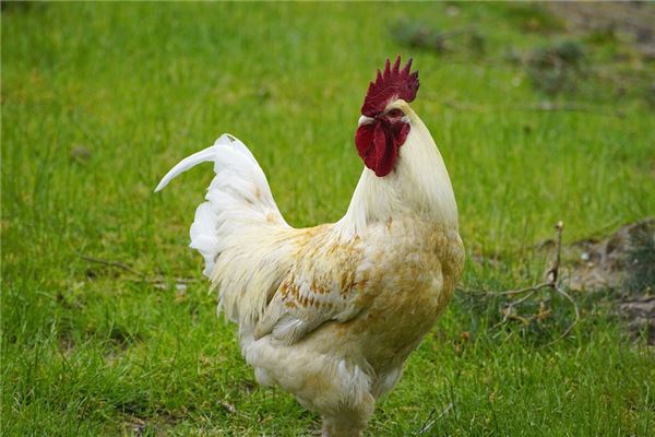 夢到大白公雞是什麼預兆_周公解夢