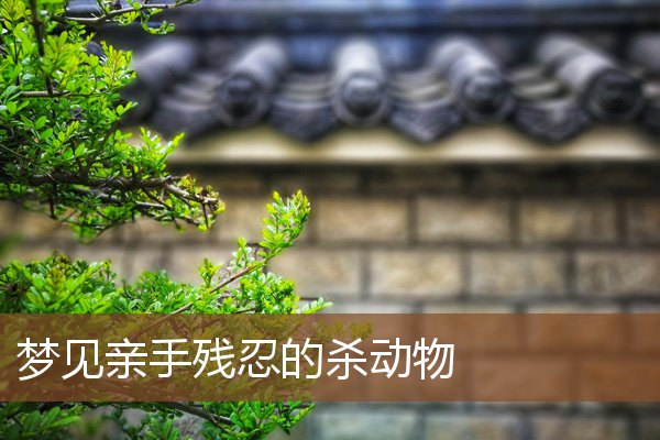 夢見親手殘忍的殺動物_周公解夢