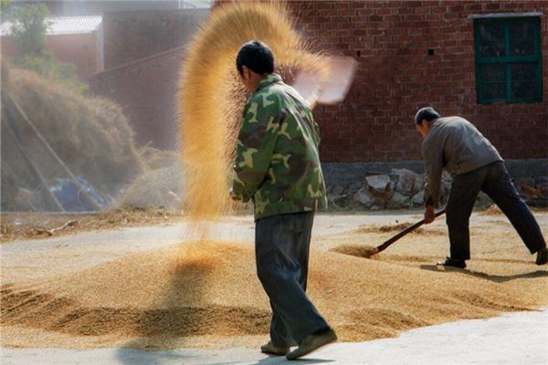 夢見一地穀子_周公解夢