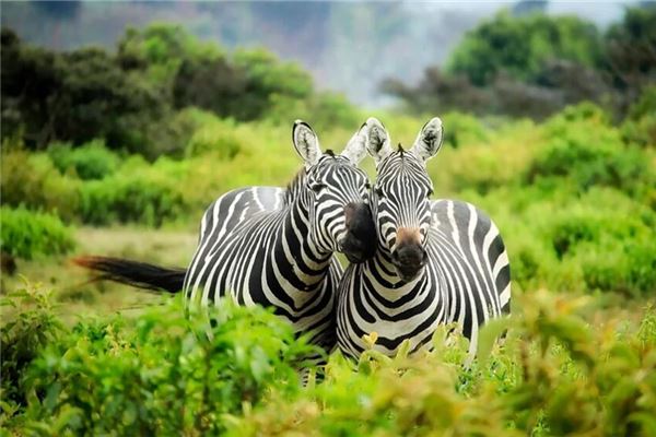 夢見斑馬意味著什麼_周公解夢