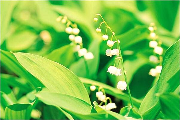 夢到問人要帳會是什麼預兆_周公解夢官網