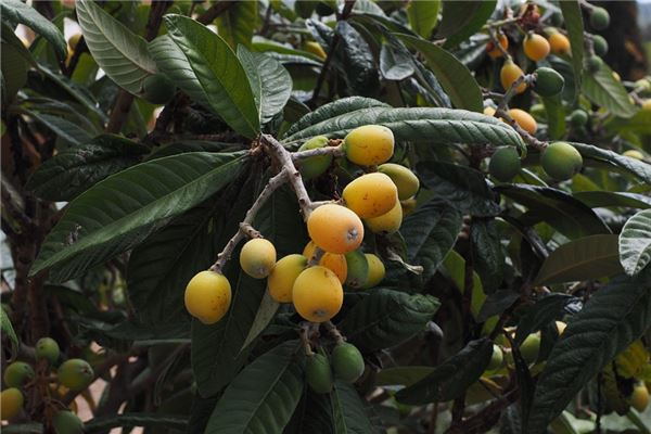 夢見枇杷是胎夢嗎_周公解夢