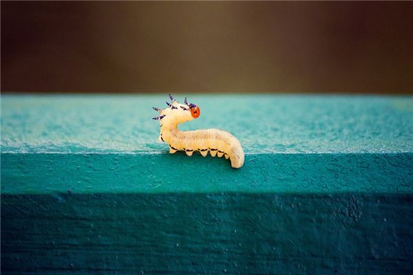 夢到了身上出蟲子有什麼意思_周公解夢