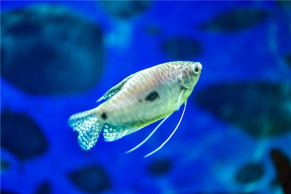 夢見魚在水裡游_周公解夢