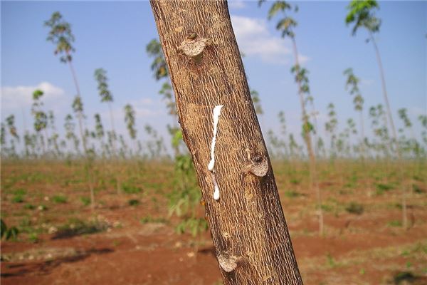 夢見橡膠樹是什麼預兆？_周公解夢