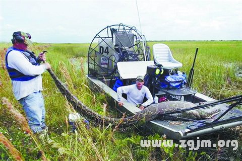 孕婦夢見死蛇
