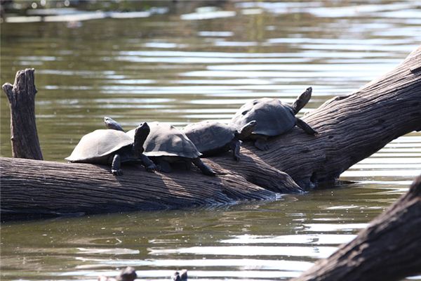 夢見自己捉鱉_周公解夢