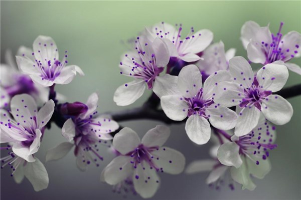 夢見李子樹開花什麼預兆_周公解夢
