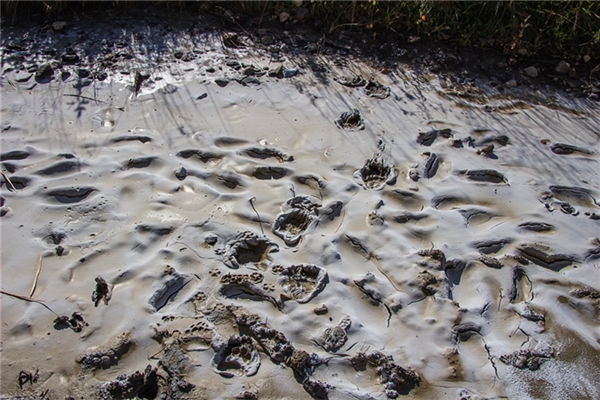 夢到掉污泥里什麼寓意_周公解夢