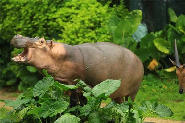 夢見河馬_周公解夢