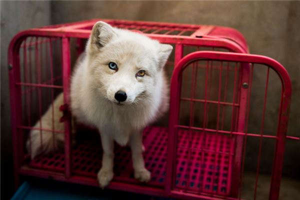 夢見白狐狸_周公解夢