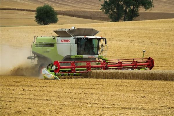 夢見收莊稼是什麼意思_周公解夢