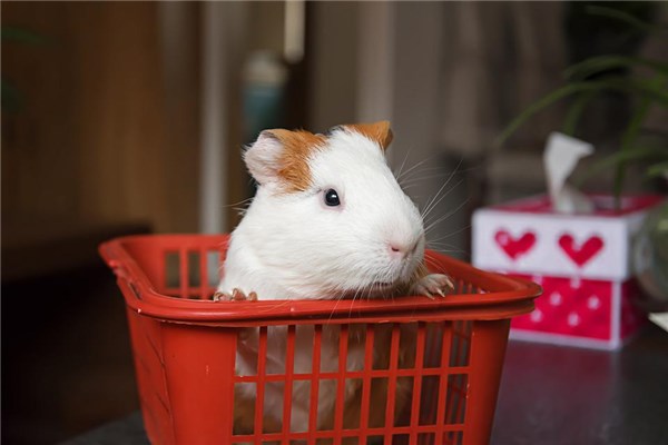 夢見荷蘭豬預兆了什麼嗎_周公解夢