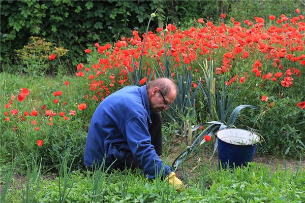 夢見拔草_周公解夢